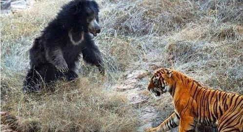 俄罗斯——在老虎，熊和火山之间,老虎的领地、熊的家园与火山的脉动