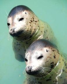 海豹干将,深海利刃，海洋守护者传奇